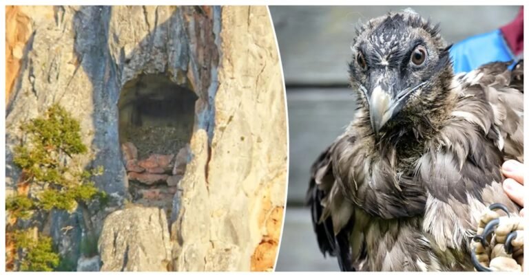 675-year-old wonder in the house of the vulture