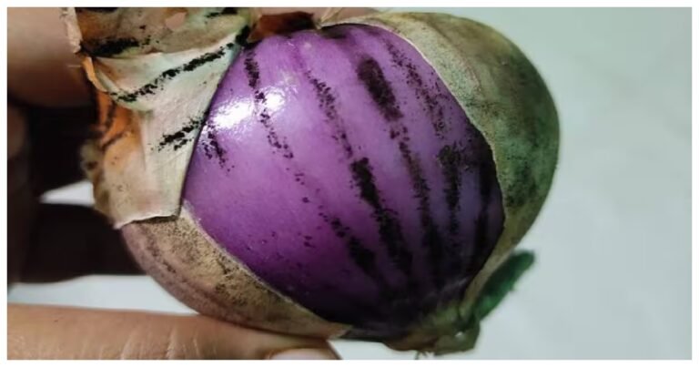 Dangerous infection from black spots on onions, know the remedy